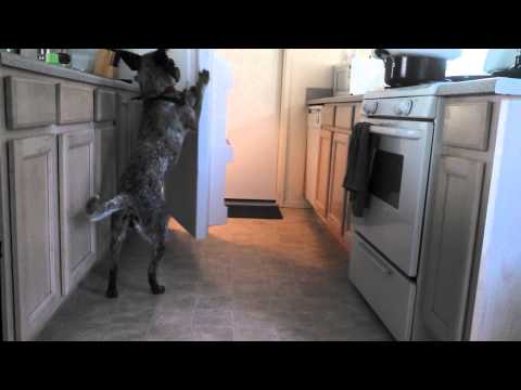 فيديو كلب ينفذ رغبات صديقه بذكاء حاد