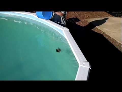 بالفيديو سنجاب يفلت من الموت بواسطة عصا