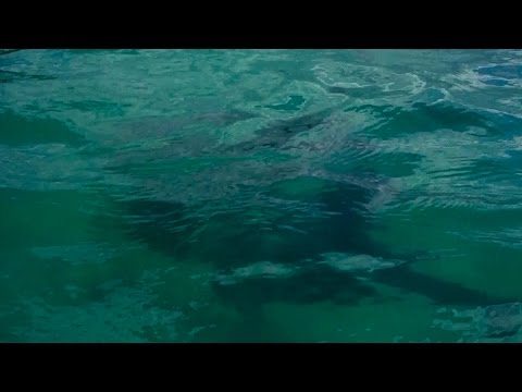 شاهد فتاة تسجل لحظات قسم سمكة قرش للوح تزلجها