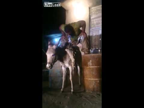 بالفيديو رجل يحمل حمارًا بأسنانه