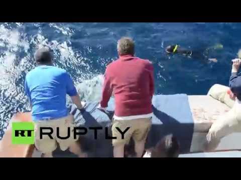 شاهد إعادة إحياء سلحفاة قتلت مرتين وإرجاعها إلى مياه المحيط