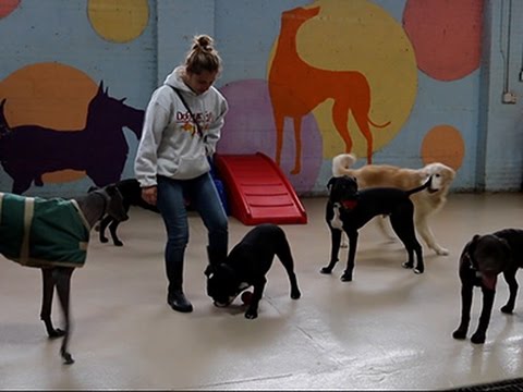 أبالفيديو انفلونزا الكلاب تتفشى بسرعة في أميركا