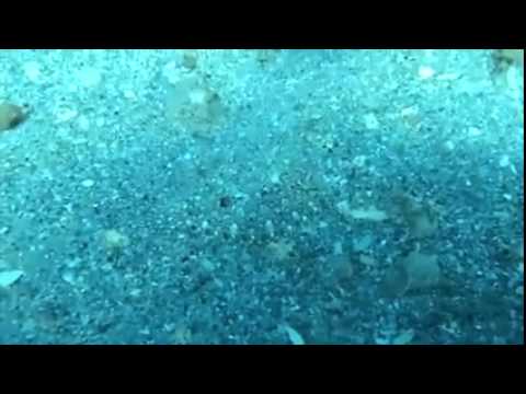 شاهد سمكة تتنكر بألوان قاع البحر