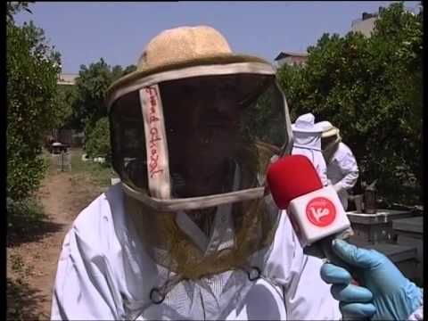 شاهد عسل غزة يعاني من حصار الاحتلال وامتداد العمران