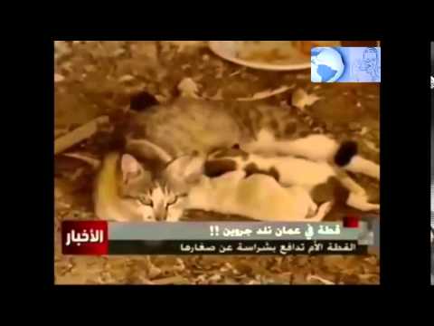 قطة تلد كلبيّن صغيريّن في عمّان