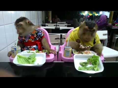 بالفيديو القرود كما لم تروها من قبل