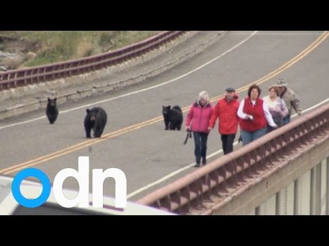 بالفيديو أسرة دب أسود تنضم للسائحين