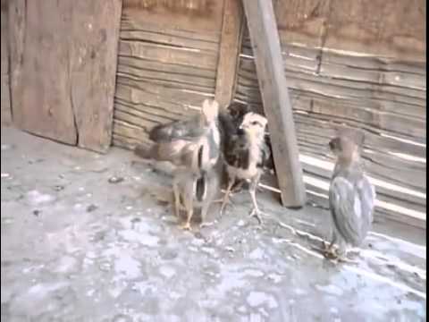 شاهد كتكوت عنيف يتشاجر مع أفراد عائلته