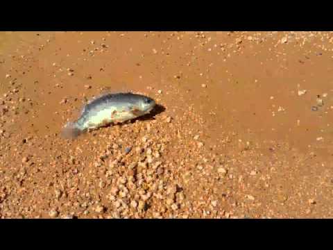 بالفيديو مخاوف أسترالية من أسماك تعيش خارج الماء‎