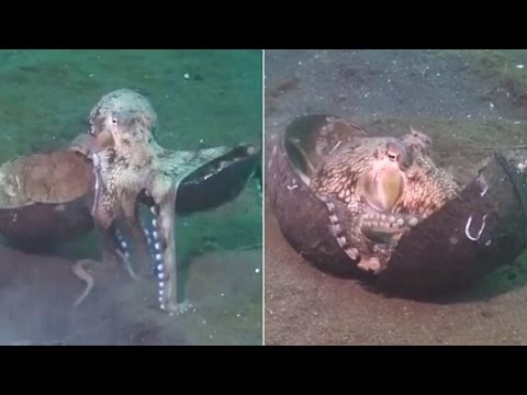 إخطبوط ذكي يمشي على أرجله في قاع البحر