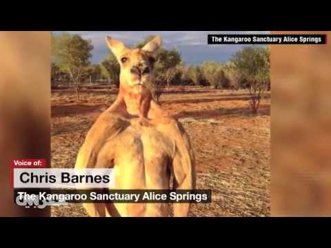 كنغر يمتلك عضلات مفتولة مثل لاعبى كمال الاجسام