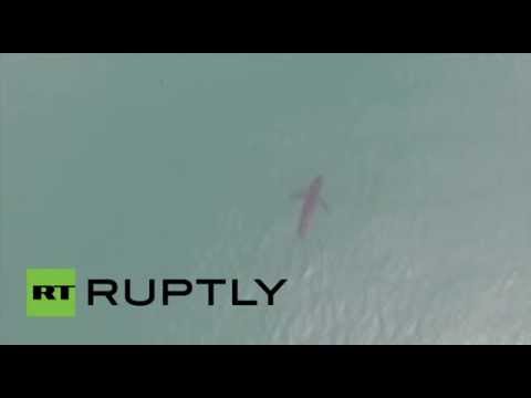 شاهد طائرة من دون طيار ترصد 10 أسماك قرش