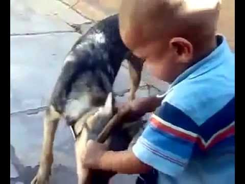 طفل صغير ينتقم من كلب مفترس