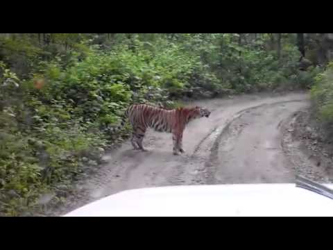 شاهد نمر مفترس يعترض المارة في إقليم بريموريه