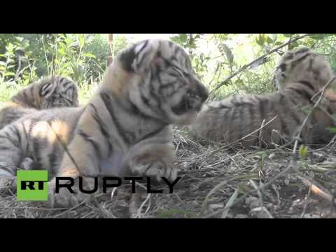شاهد ولادة ثلاثة توائم لنمر سيبيريا المهدد بالانقراض
