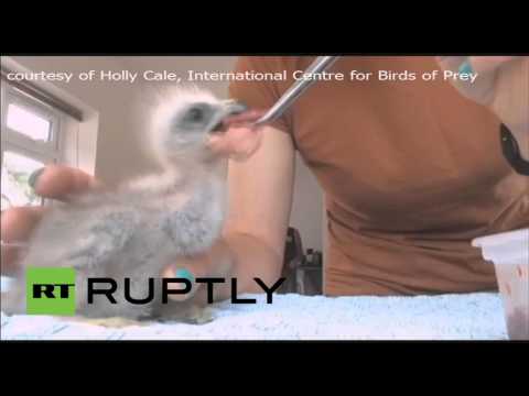بالفيديو عملية جراحية تجميلية ناجحة لفرخ طائر الحدأة في انجلترا