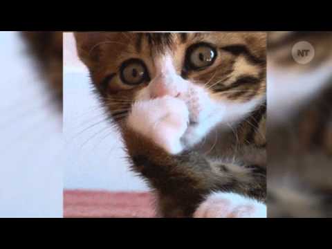 فيديو امرأة هولندية تعقد قرانها على كلب