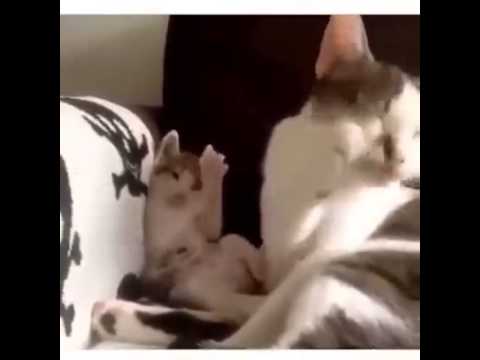 شاهد قطة صغيرة تقلد والدتها بطريقة طريفة