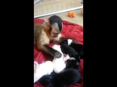 شاهد قرد يلتقي مجموعة جراء للمرة الأولى في حياته