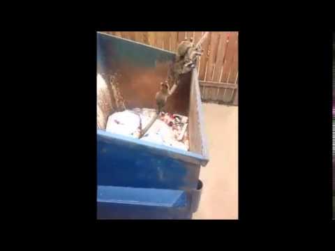 شاهد عداء ينقذ أسرة راكون أسقطتها شهيتها في القمامة