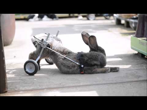 شاهد كرسي متحرك يعيد أرنب معاق لحياته الطبيعية