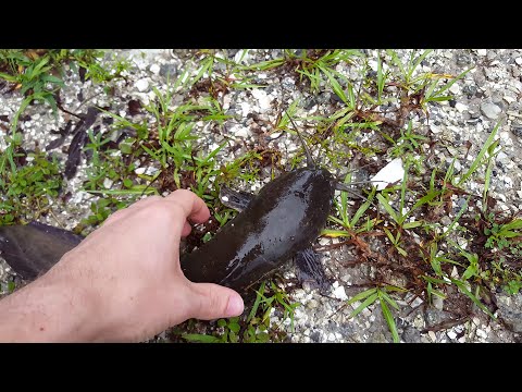 شاهد مواطنان أميركيان يعثران على سمكة تمشى على الأرض