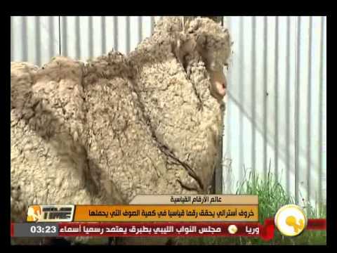 شاهد خروف أسترالي يحمل كمية ضخمة من الصوف