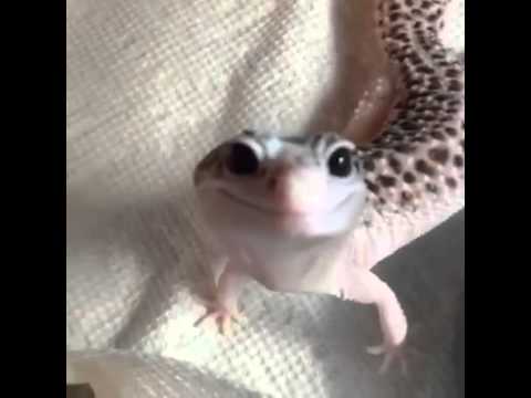 شاهد “البرص” الأسعد في العالم