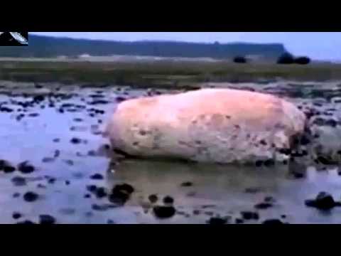 بالفيديو اكتشاف مخلوق غريب جرفته المياه