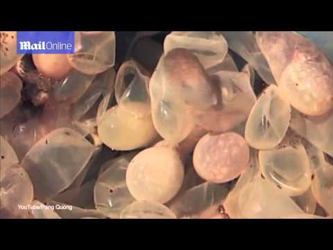 شاهد كيف يفقس بيض الأخطبوط