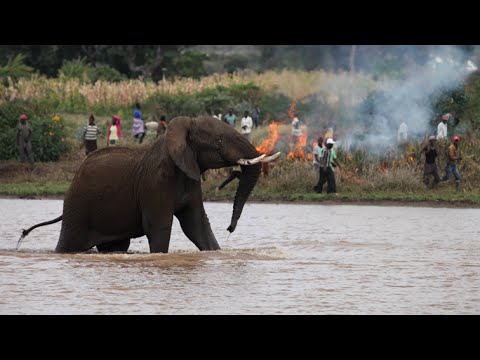 شاهد قرية كينية تحتجز قطيع أفيال كرهائن
