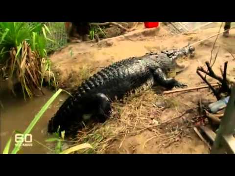 شاهد اصطياد تمساح عملاق أثار فزع المواطنين في أستراليا