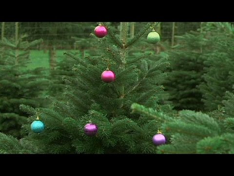شجرة الميلاد رمز الاحتفال بعيد ميلاد المسيح