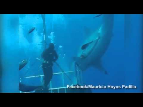 فيديو أكبر سمكة قرش تراها عين البشر