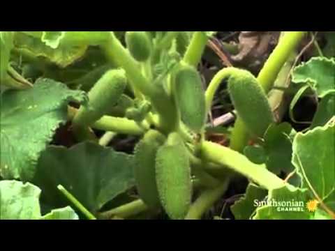 شاهد نباتات تفجر نفسها كألعاب نارية