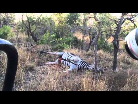 بالفيديو نمر يواجه مفاجأة أثناء التهامه حمار وحشي