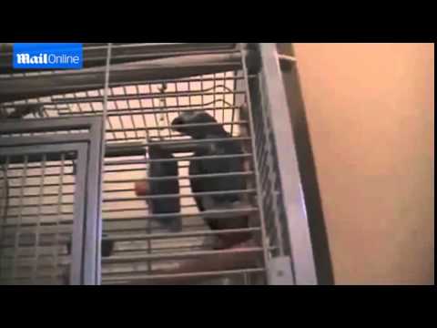 ببغاء وطنى يشجع منتخبه بترديد لحن”الهروب الكبير”