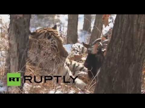 إلغاء وجبة  التيوس من قائمة طعام نمر روسي