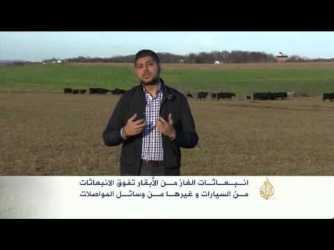 شاهد انبعاثات الغاز من الأبقار تفوق غيرها من وسائل المواصلات