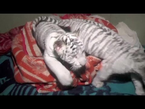 نفوق نمر بنغالي أبيض بسبب البرد الشديد في منتجع في القرم