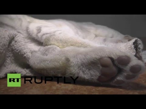 شبل نادر ضحية لانقطاع الكهرباء في القرم