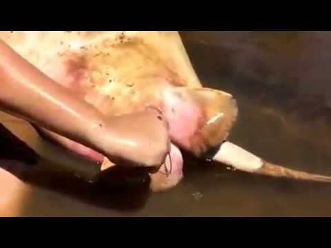 طفل يساعد سمكة “الراي” على ولادة 15 صغيرا