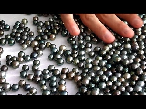 شاهد لؤلؤ تاهيتي يعاني من ارتفاع حرارة مياه المحيط