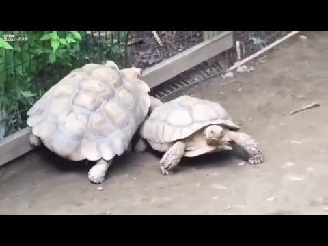 شاهد سلحفاة تنجح في إنقاذ صديقتها من حفرة