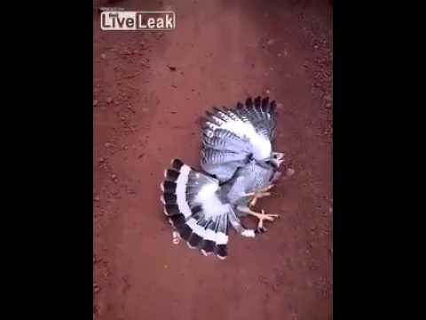 شاهد صقر ماهر يتظاهر بالموت