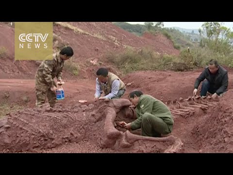 اكتشاف هيكل كامل لديناصور طوله 9 أمتار