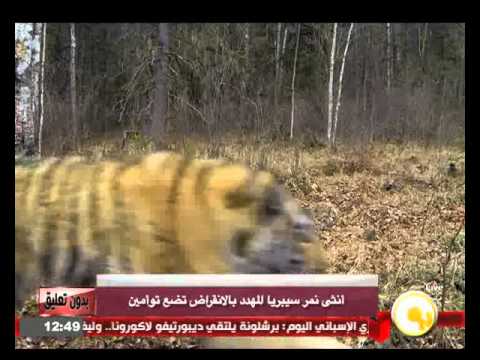 شاهد أنثى نمر سيبريا تضع تؤاميين