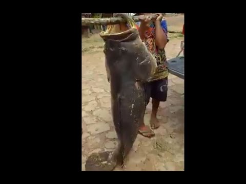 برازيلى ينجح فى اصطياد سمكة وحشية بأدوات بدائية