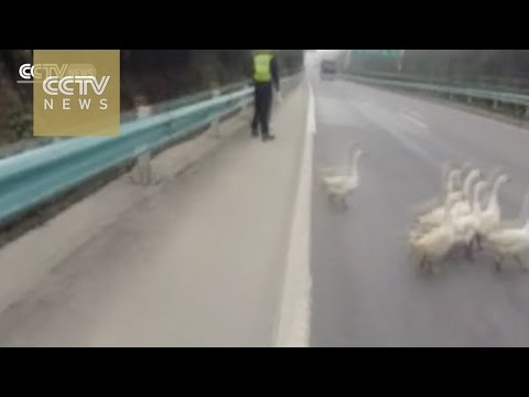 شرطي مرور في الصين يوقف الطريق ليمر قطيع من الأوز