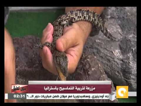 مزرعة لتربية التماسيح في أستراليا